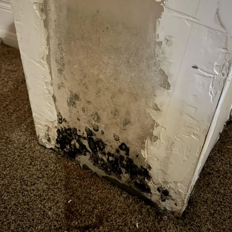 Professional Mold Removal in Mercer, PA